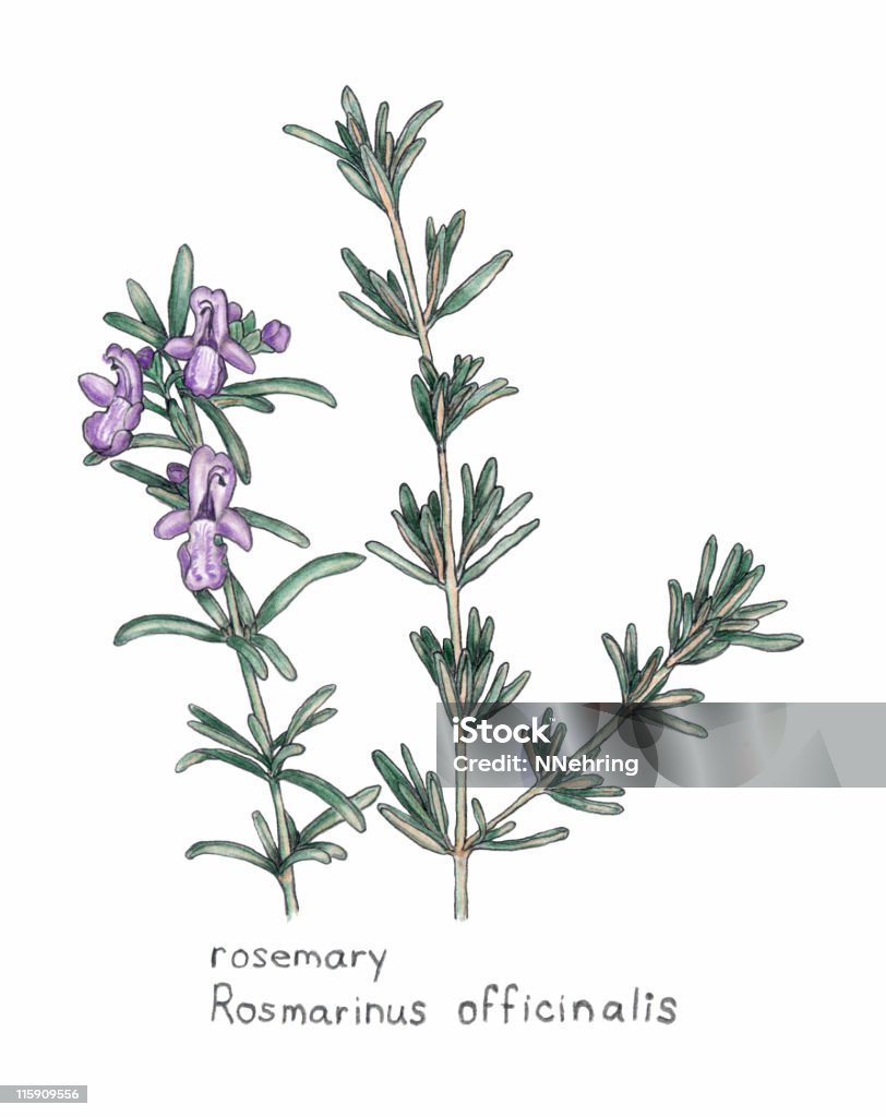 Rozmaryn, Rosmarnis officinalis, botaniczne Rysunek w Kredka - Zbiór ilustracji royalty-free (Rozmaryn)