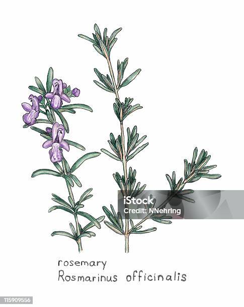 Rozmaryn Rosmarnis Officinalis Botaniczne Rysunek W Kredka - Stockowe grafiki wektorowe i więcej obrazów Rozmaryn