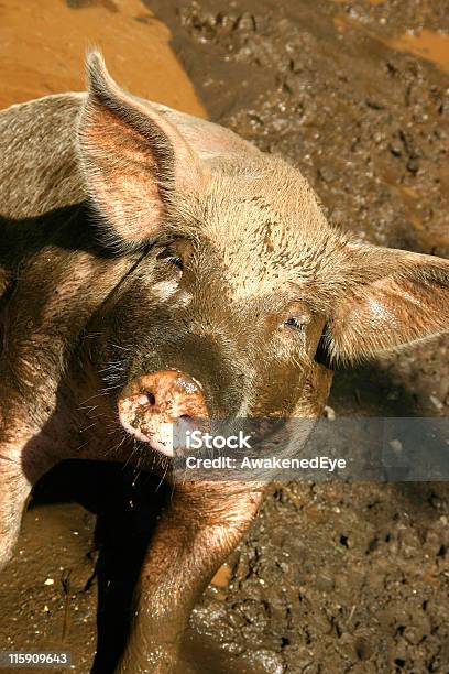 Foto de Porco e mais fotos de stock de Animal - Animal, Animal doméstico, Cerda