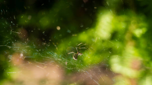 istock Spider in the spiderweb on a green blurry natural background 1159097337