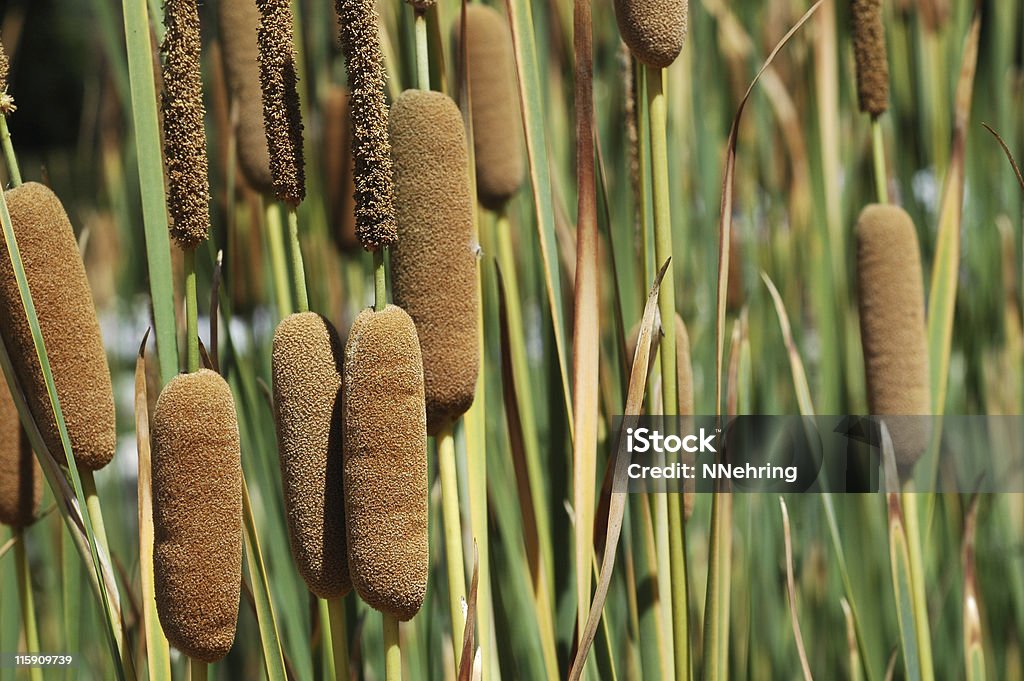 cattails, specie Typha - Foto stock royalty-free di Animale