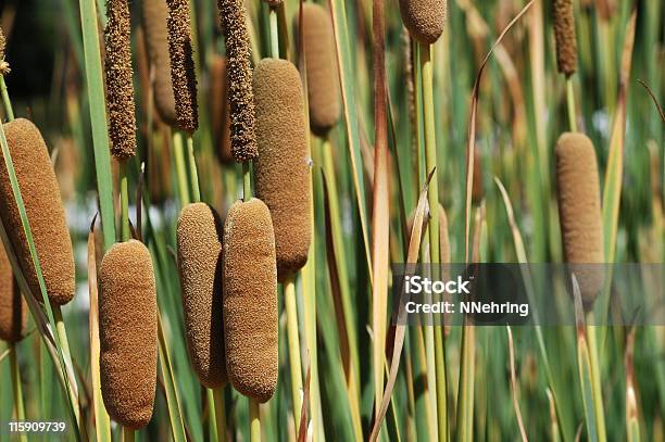 Cattails Specie Typha - Fotografie stock e altre immagini di Animale - Animale, Close-up, Composizione orizzontale