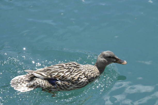 Female duck swims in the clean water