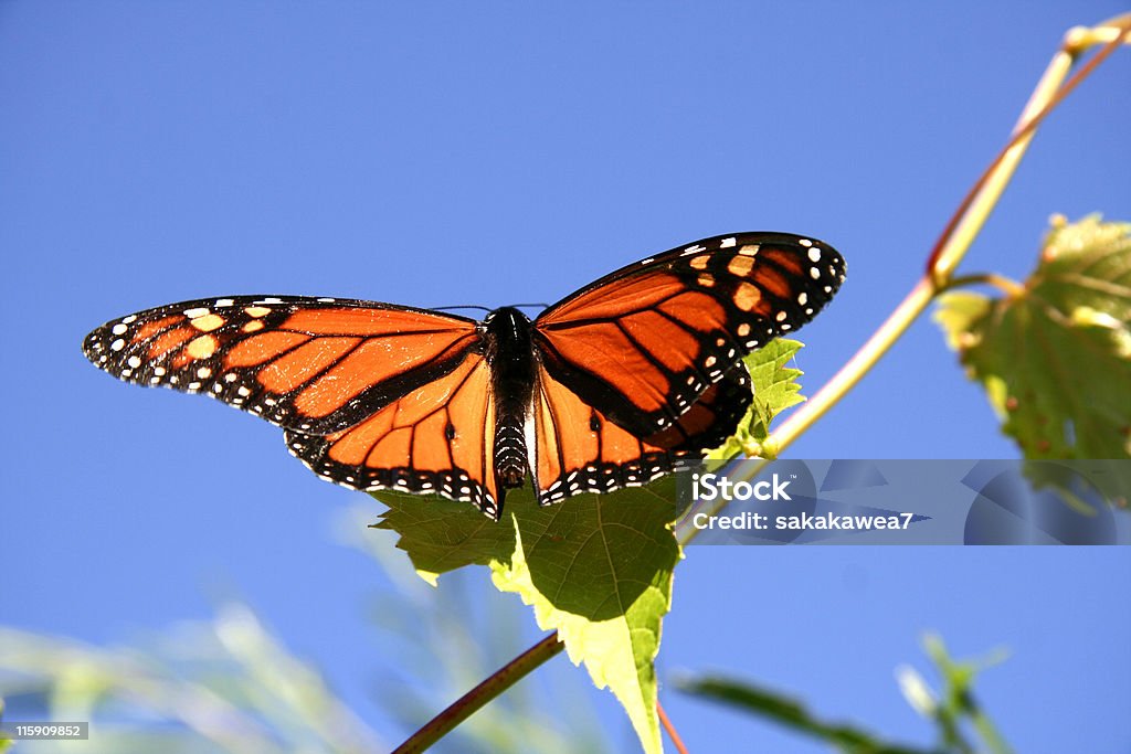 Monarch auf Weintrauben - Lizenzfrei Blume Stock-Foto