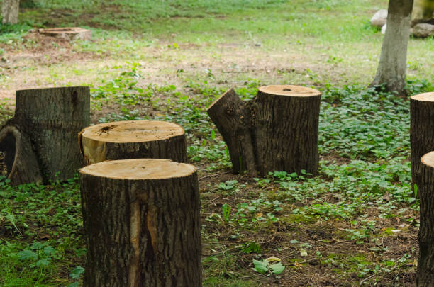 istock Wooden natural logs closeup. 1159099062