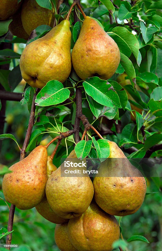 Peras - Foto de stock de Agricultura royalty-free