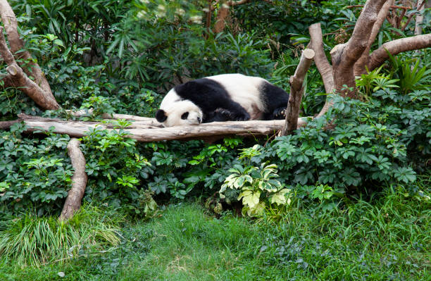パンダを誇ります。 - panda giant panda china eating ストックフォトと画像