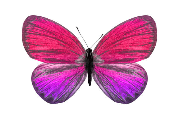 istock butterfly isolated on white. multicolor insect. tropical animal. template for design 1159100580