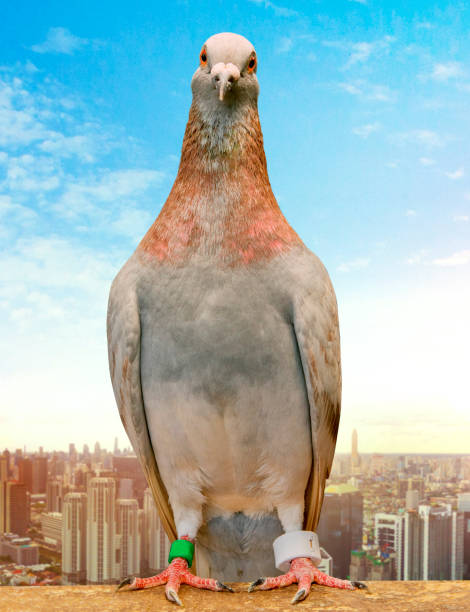 istock mealy feather homing pigeon wearing gps tracking standin against city skyscraper 1159100607