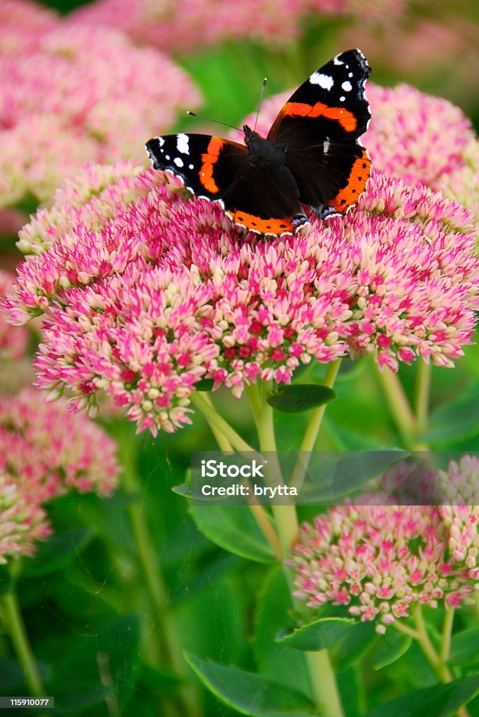 Sedum Herbstfreude - Lizenzfrei Sedum - Pflanze Stock-Foto