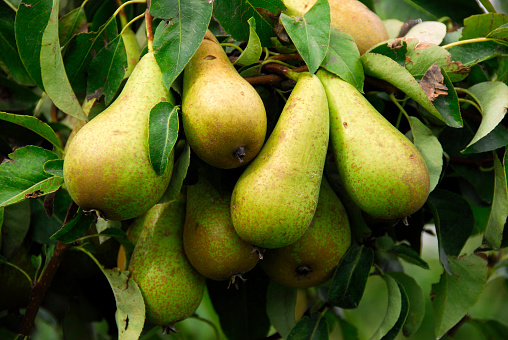 Close-up of a cluster of ripe conférence pears hanging on the fruit tree and ready to be picked.