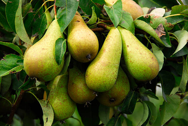 Close-up of a cluster of ripe conférence pearson tree Close-up of a cluster of ripe conférence pears hanging on the fruit tree and ready to be picked. conference pear stock pictures, royalty-free photos & images