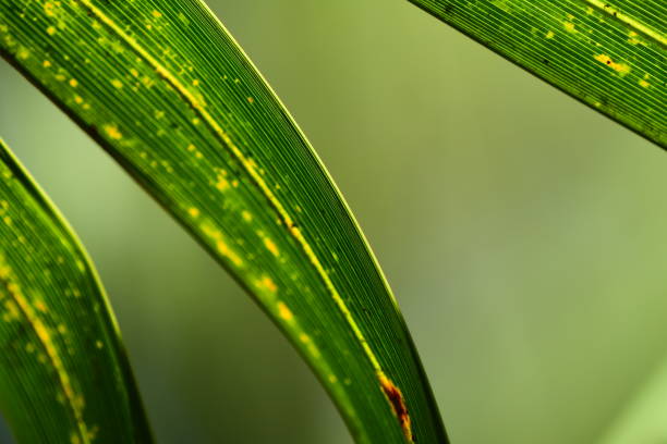 istock Leaf veins running parallel to midrib on drooping palm leaf with yellow patches 1159101832