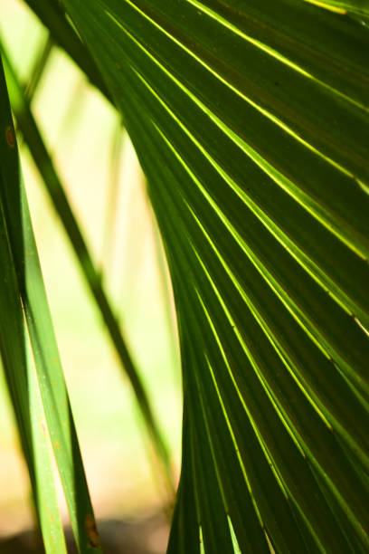 istock Close up of palm frond ridges catching sunlight 1159101852