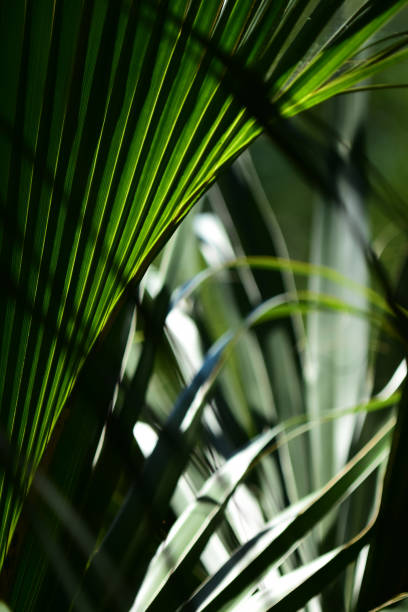 Palm fronds with shade and back lighting softly lighting up the translucent greenery Cabbage Palm frond with shadows, back light and intersecting leaves. Photo taken at Silver Springs state park in Ocala, Florida. Nikon D7200 with Nikon 200mm macro lens. palm fiber stock pictures, royalty-free photos & images