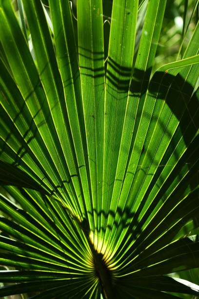 istock Elongated spookily pointy shadows reaching in on vertical palm leaf 1159102505