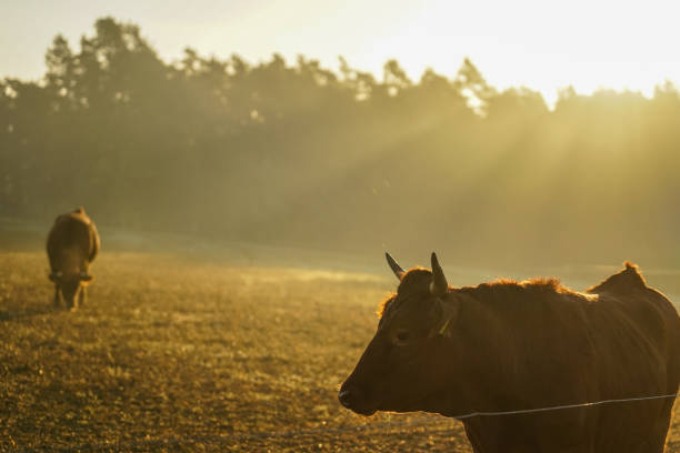 istock Cattle in the golden morning sun 1159102825
