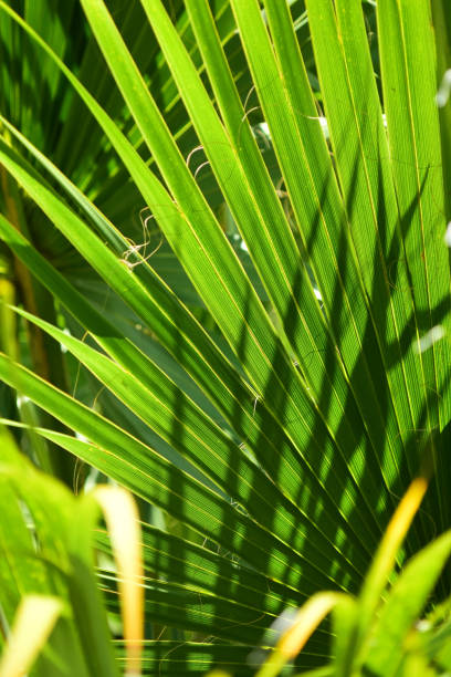 istock Elongated pointy shadows on back lit palm leaf 1159102876