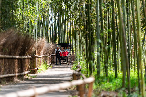 Kyoto, Japan - April 11, 2019: Arashiyama bamboo forest park during day with people tourists riding rickshaw tour on trail road path