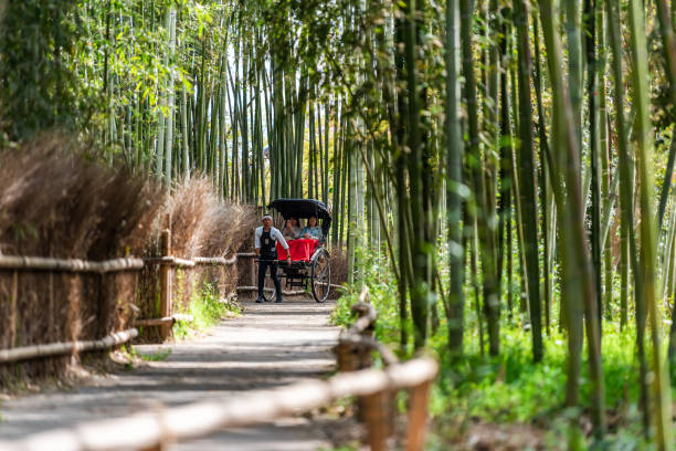 arashiyama bamboo forest park during day with people tourists riding rickshaw tour on trail - bamboo grove imagens e fotografias de stock