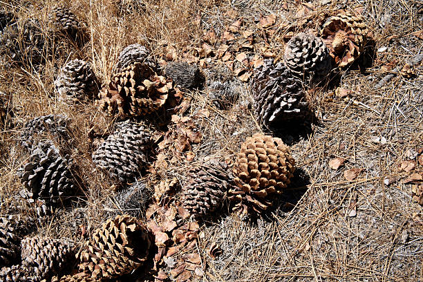 casco di pinecones - wild barley foto e immagini stock