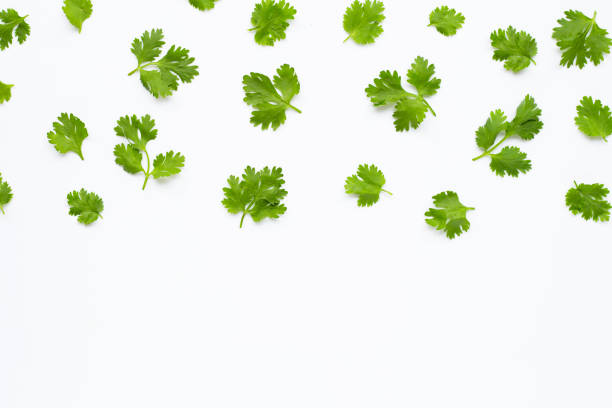 istock Fresh coriander leaves on white background. 1159104360