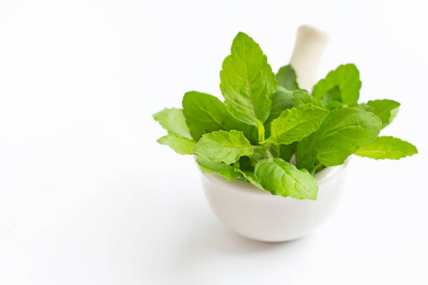 Holy basil leaves in porcelain mortar on white background.