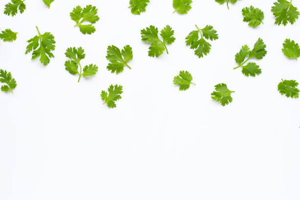 istock Fresh coriander leaves on white background. 1159104480