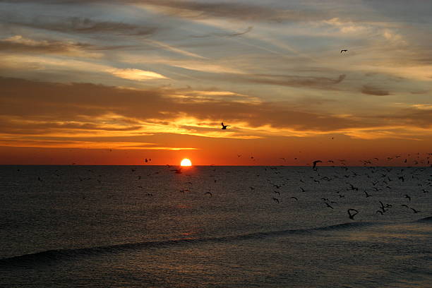 istock Sunrise over Daytona with Birds 5 115910489