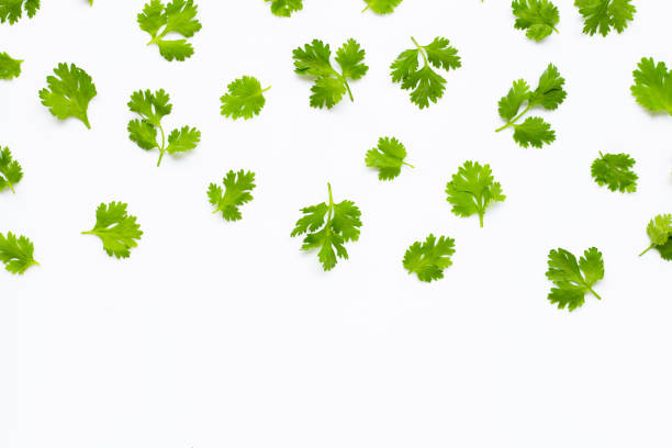istock Fresh coriander leaves on white background. 1159105489