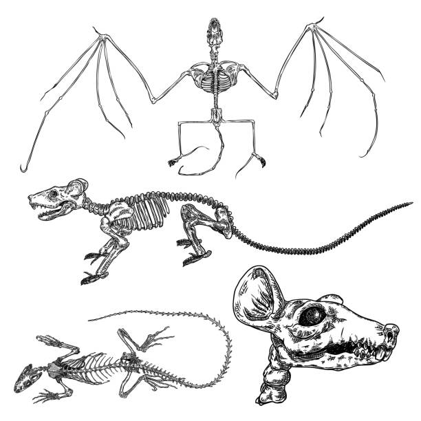 istock Alchemy symbol elements set. Spirituality, occultism and chemistry, magic tattoo sketch. Vampire bat, rat skeleton, skull, lizard iguana. Hand drawing Vector. 1159105512