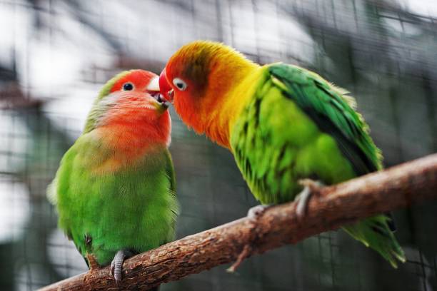 istock Sign of love 1159105566