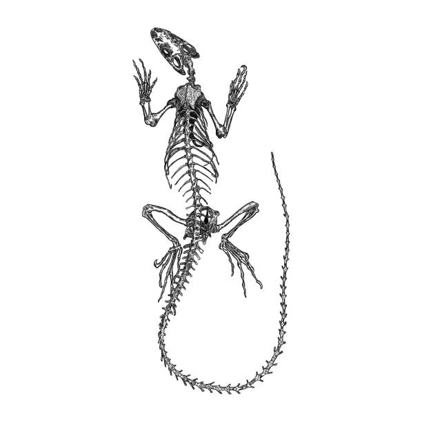 Iguana Lizard Skeleton And Skull Stylized Drawing Of Lizard Bones  Decorative Drawn Skeleton Witchcraft Voodoo Magic Attribute Illustration  For Halloween Vector Stock Illustration - Download Image Now - iStock