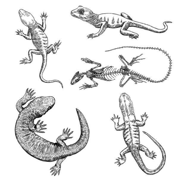 ilustraciones, imágenes clip art, dibujos animados e iconos de stock de conjunto de lagarto o lagarto gecko. iguana esqueleto aislado, reptiles exóticos. vector - salamandra