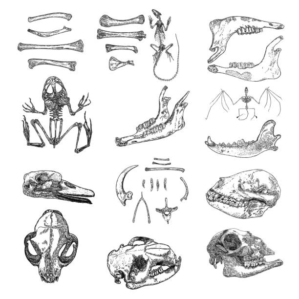 Magic animal bones design elements set. Hand drawn sketch for magician collection. Witchcraft spell symbols, bird raven, chicken bones, wolf or dog jaw, vampire bat skeleton, rat or mouse. Vector. Magic animal bones design elements set. Hand drawn sketch for magician collection. Witchcraft spell symbols, bird raven, chicken bones, wolf or dog jaw, vampire bat skeleton, rat or mouse. Vector. animal skull stock illustrations