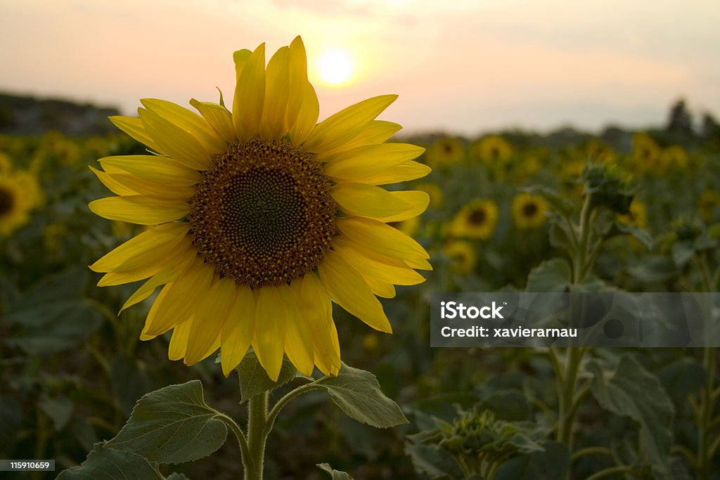 Sonnenblume in den Sonnenuntergang - Lizenzfrei Blume Stock-Foto