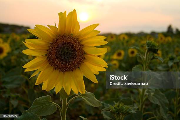 Sonnenblume In Den Sonnenuntergang Stockfoto und mehr Bilder von Blume - Blume, Blütenblatt, Dekoration