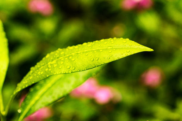 Close-up View of Leaf with Rain Drops