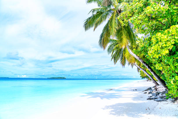 istock Beautiful Palm Trees and Tropical Beach 1159107927