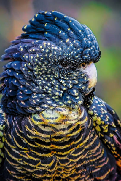 istock Red Tailed Black Cockatoo (Calyptorhynchus banksii) 1159108615