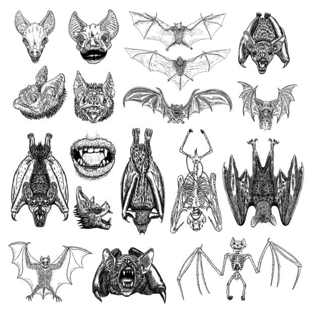 Large set of bats and vampires. Human lips with fangs, skeleton, bat skull and aggressive face or head. Open wings flying gothic monsters. Ink line engraving sketch in black. Vector. Large set of bats and vampires. Human lips with fangs, skeleton, bat skull and aggressive face or head. Open wings flying gothic monsters. Ink line engraving sketch in black. Vector. vampire illustrations stock illustrations