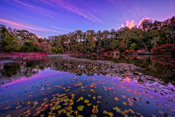 Cold winters morning at Daylesford's Jubilee Lake