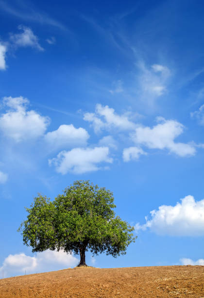 single green tree on countryside landscape over blue sky with clouds