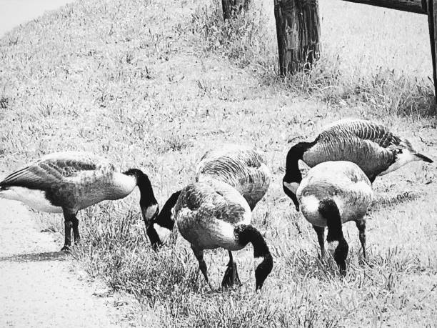 istock Flock of Geese 1159109275