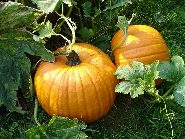 Photo of Pumpkin Patch