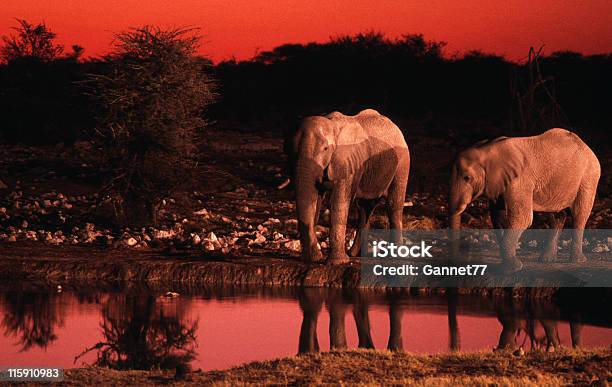 Elefanti Al Tramonto Namibia - Fotografie stock e altre immagini di Africa - Africa, Ambientazione esterna, Animale