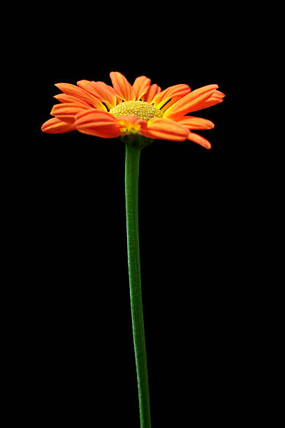 istock orange and yellow chrysanthemum 115911190