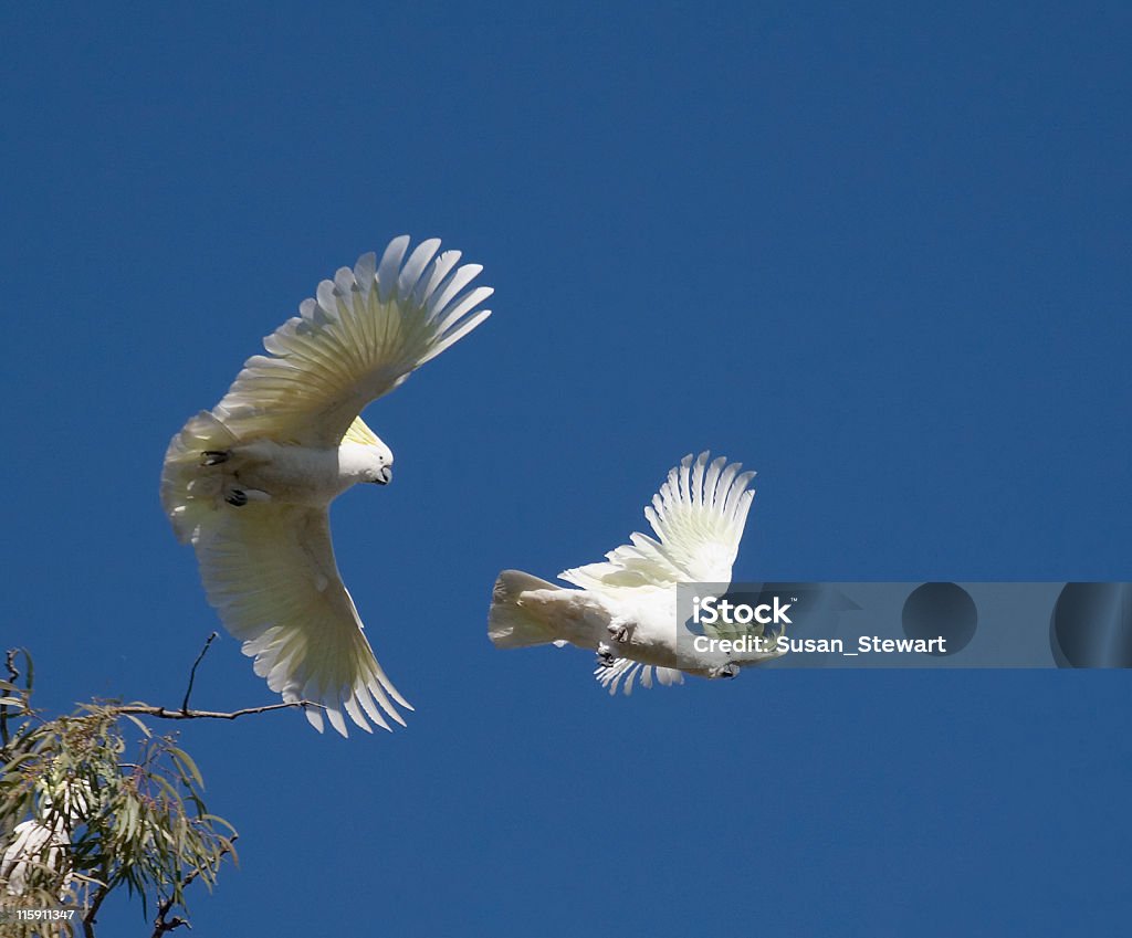 Schwefel Crested Kakadus gegen blauen Himmel - Lizenzfrei Fliegen Stock-Foto