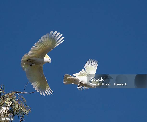 Schwefel Crested Kakadus Gegen Blauen Himmel Stockfoto und mehr Bilder von Fliegen - Fliegen, Kakadu - Papagei, Australien