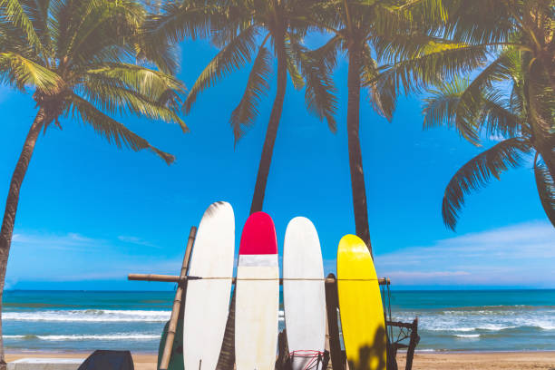 istock Many surfboards beside coconut trees at summer beach with sun light and blue sky background. 1159115341